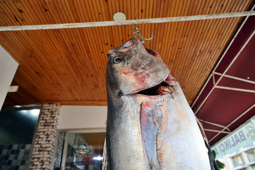 İnsan boyunda dev balık, görenlere küçük dilini yutturdu! O kentte sergileniyor 5